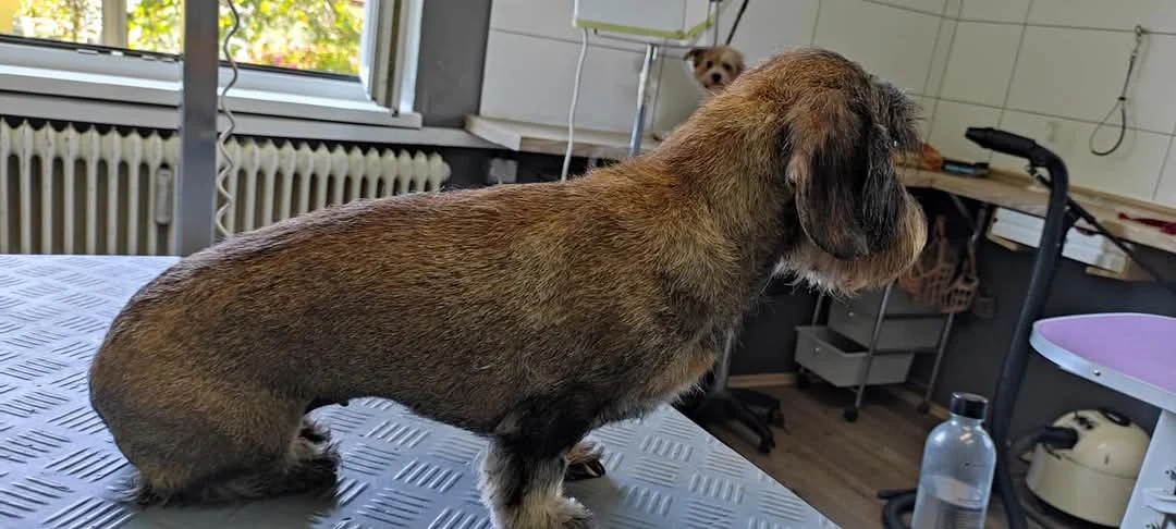 Rauhaariger Dackel auf dem Pflegetisch